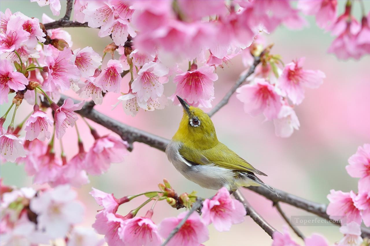 春の花の鳥のコウライウグイス 写真からアートへの絵画油絵